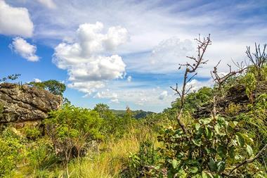 cerrado vegetation brazil savanna deforestation esg
