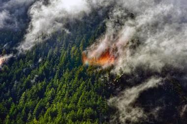 GettyImages-1460170253-forest-on-fire-1024x651