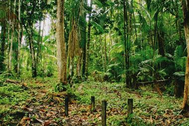 Forestry, rainforest