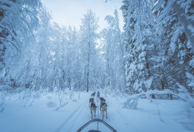 Dog sled-dennis-zhang-CeH6kaEhlCQ-unsplash