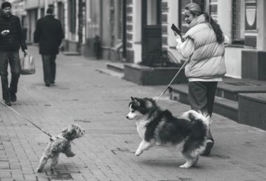 Dogs being walked