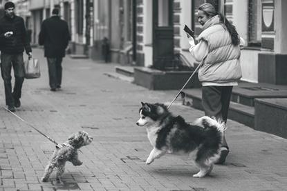 Dogs being walked