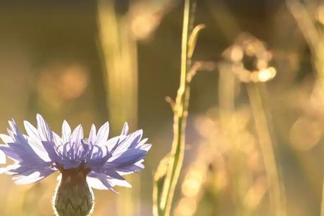 Where the wild things are - Why investors should care about natural capital