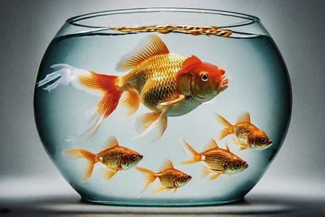 big and small gold fish in bowl