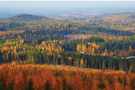 Forests in Finland