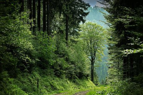 Forest