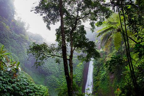 nature-forest-waterfall-jungle-2079