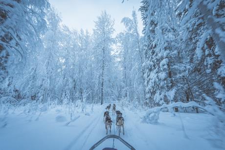 Dog sled-dennis-zhang-CeH6kaEhlCQ-unsplash