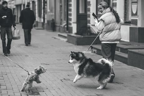 Dogs being walked