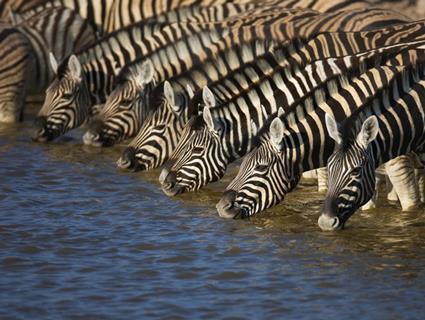 A herd of zebras