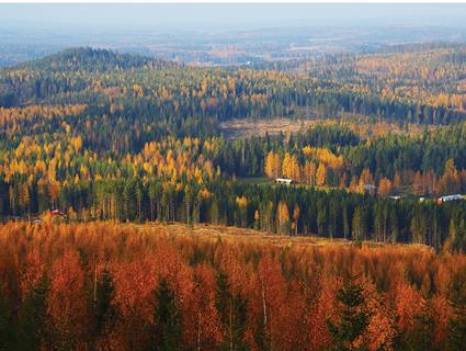 Forests in Finland
