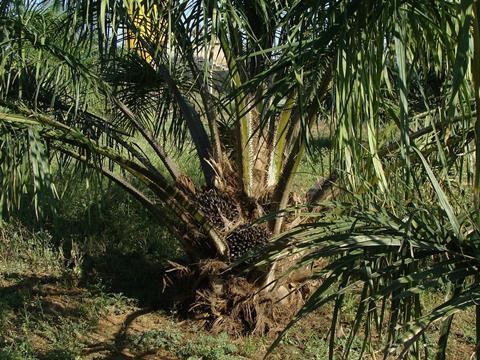 Palm plantation