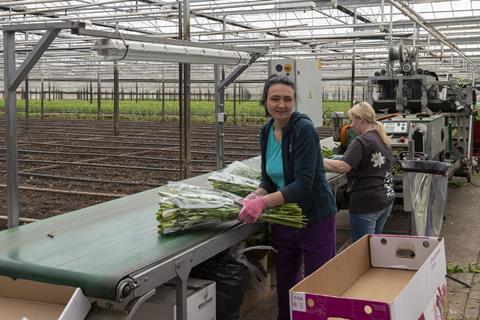 horticulture workers in a greenhouse in the netherlands