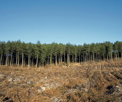 Forestry in Dorset