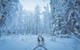 Dog sled-dennis-zhang-CeH6kaEhlCQ-unsplash