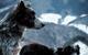 Mountain dogs